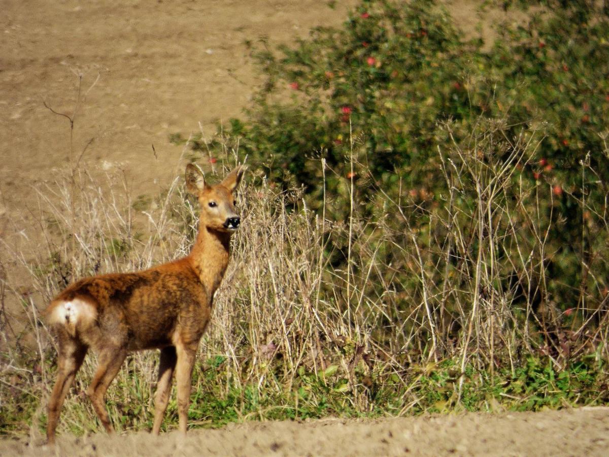 Rekreacne Zariadenie Chmelisko Pruzina Экстерьер фото